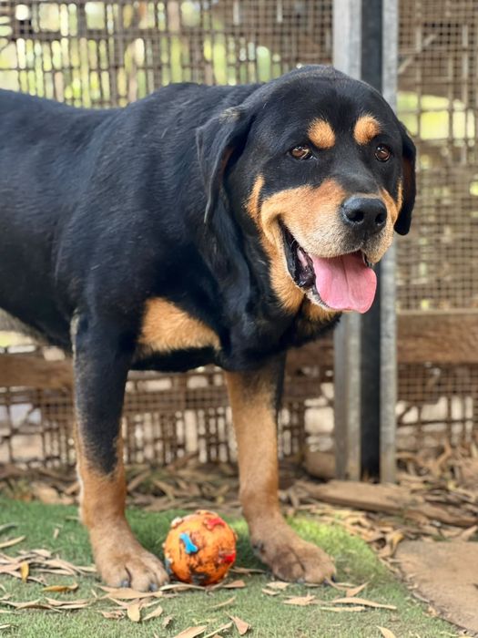 Rottie Chouriço, para adoção