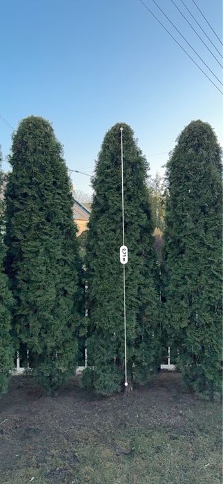 Tuja thuja szmaragd od 2 do 3 m