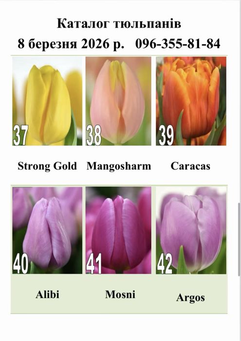 Тюльпани на 8.03 (мілкий гурт)