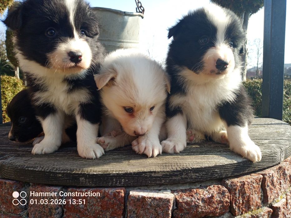 Szczeniak border collie
