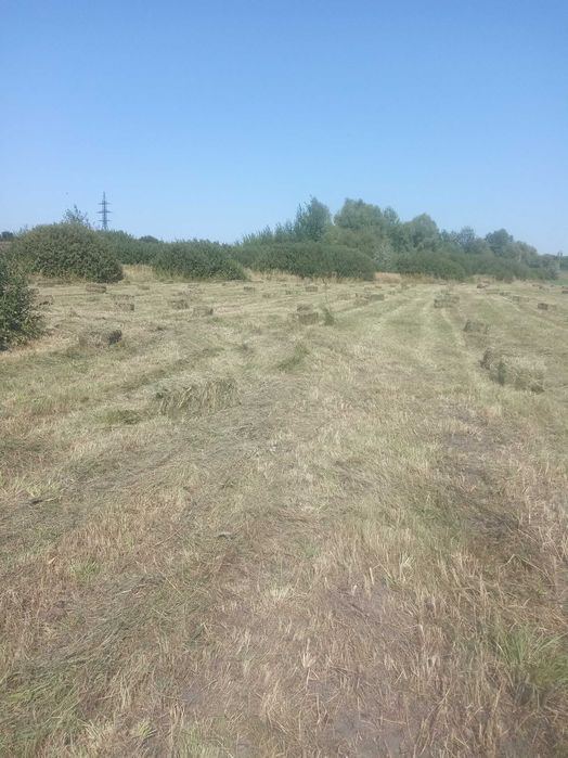 Сено луговое тюки и солома.