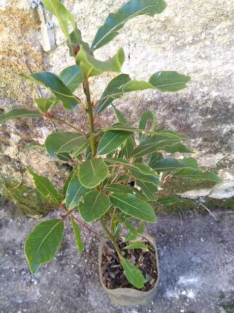 Loureiros para plantar e folhas de Louro