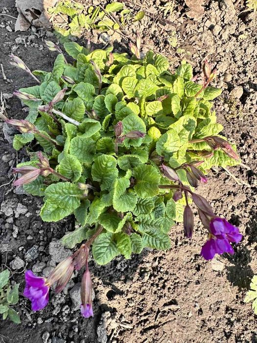 Набір грунтопокривних, вічнозелених рослин