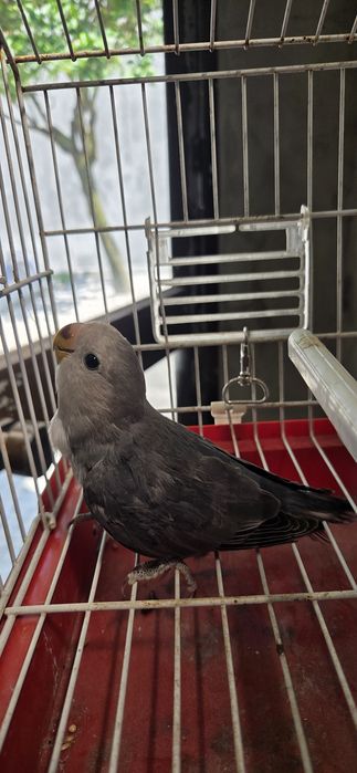 Vendo Agapornis roseicollis