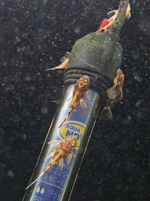 LDA 16 - Ancistrus sp.