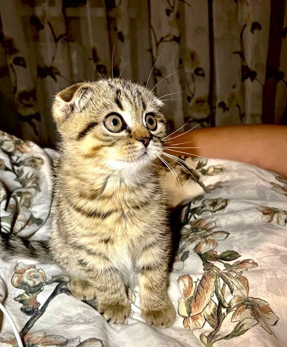 Скотіш фолд  вісловуха принцеса