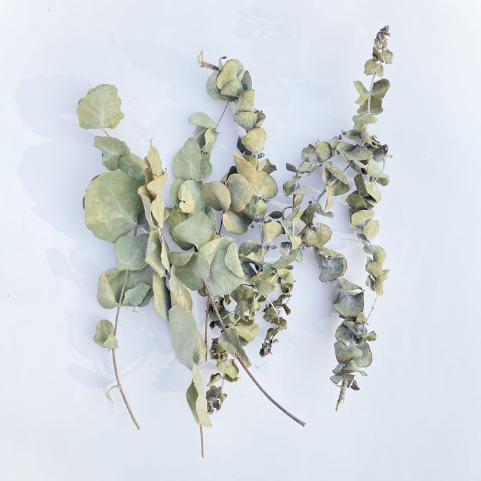 Гілочки сушеного евкаліпту