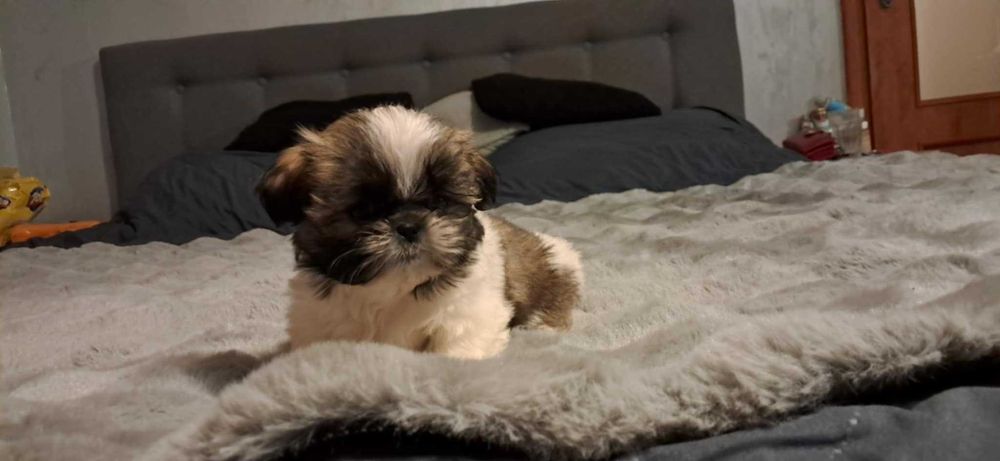 Piękna Suczka Shih tzu