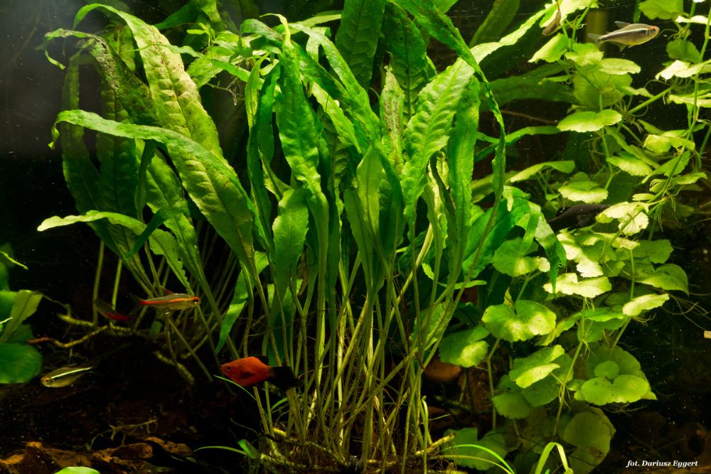 Mikrozorium oskrzydlone paproć wodna duże sadzonki