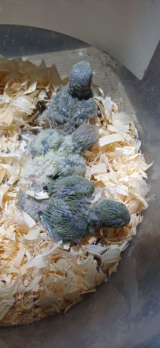 caturas  e  rosicollis  para Criar  a mão