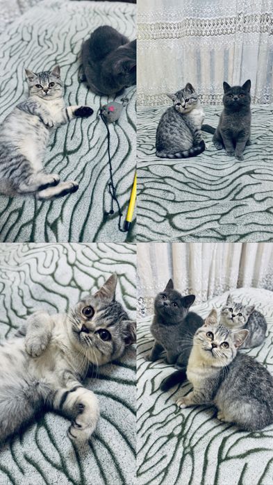Шотландські кошенята/Scottishcats/Дівчатка