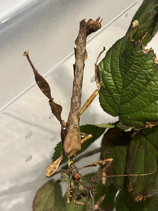 Straszyk australijski Extatosoma tiaratum samiec Imago