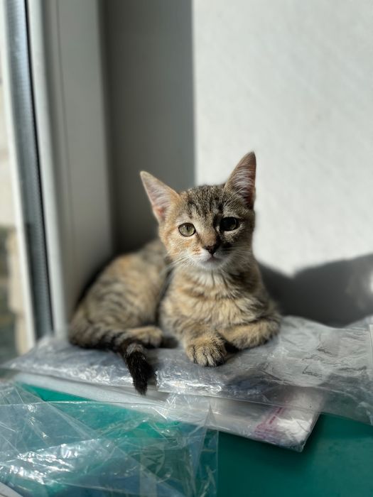 Котята котики отдам котенок девочка