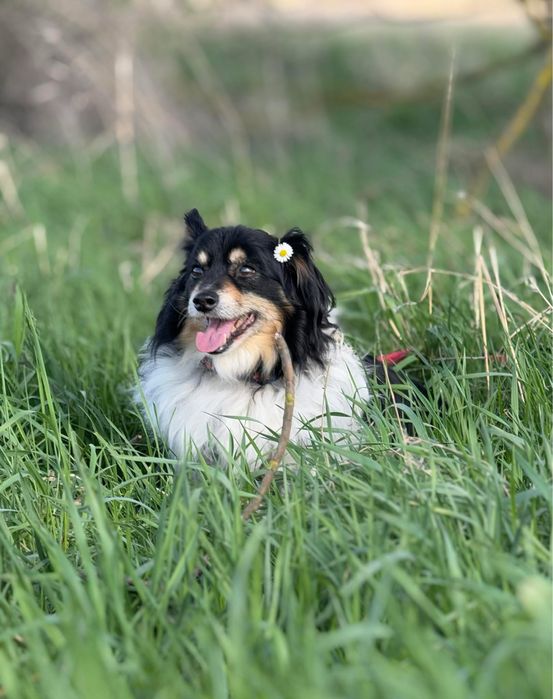 Benio, starszy, przyjazny piesek szuka domu