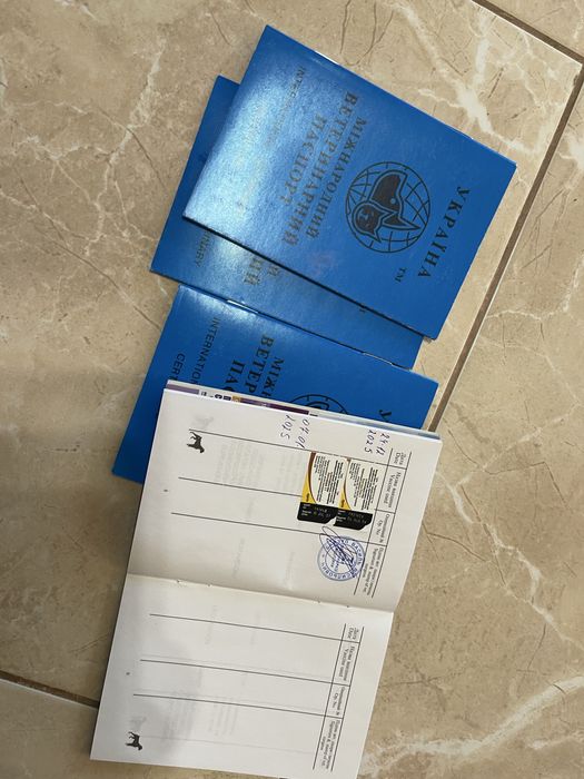 Цуценятя Такса / Фокстерєр (кобель і самка)