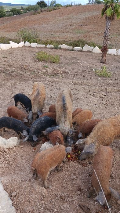 Porco ovelha Mangalitsa