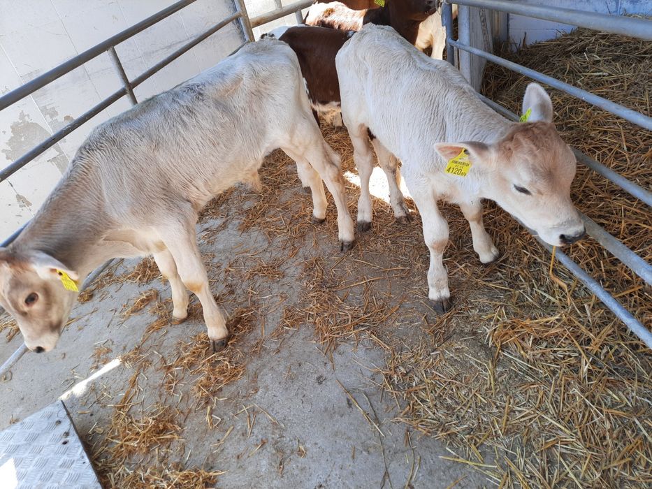 Cielaki byczki miesne Płonsk