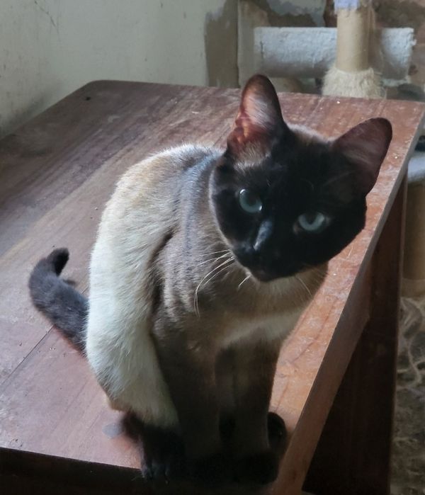 Gato Siamês para adoção