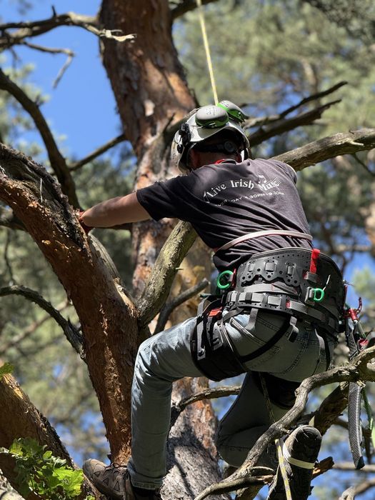 Usługi arborystyczne - wycinanie, przycinanie i pielęgnacja drzew