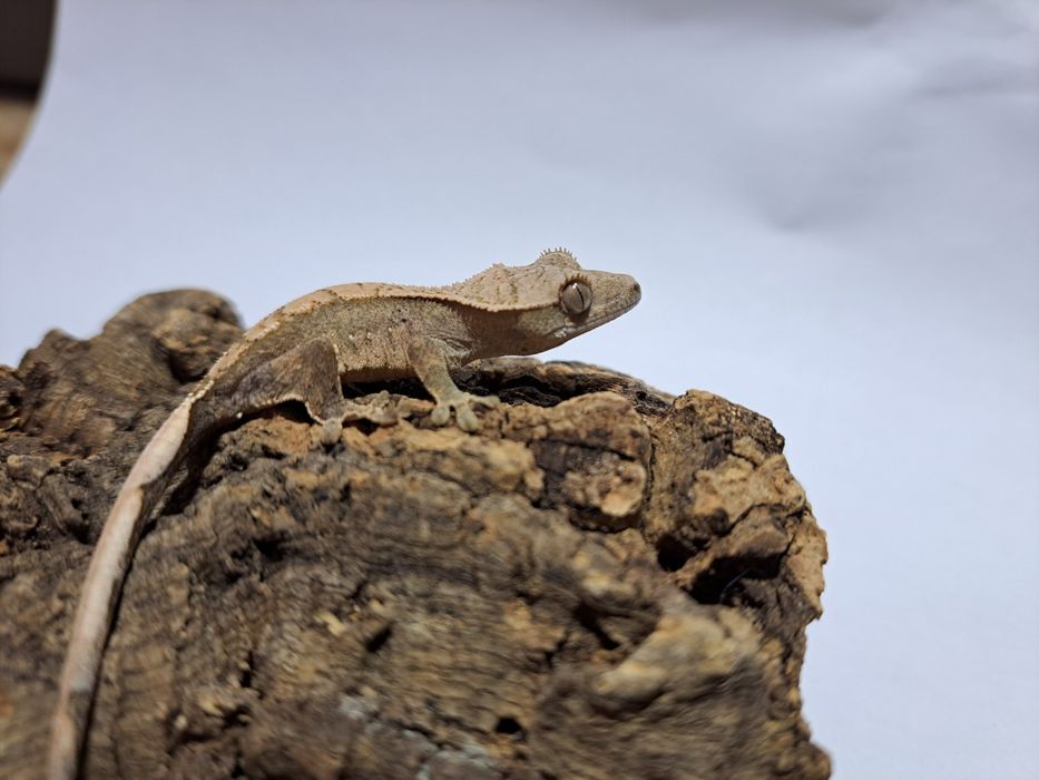 Młode gekon orzęsiony