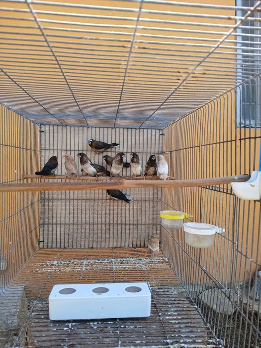 Bengalins para vender