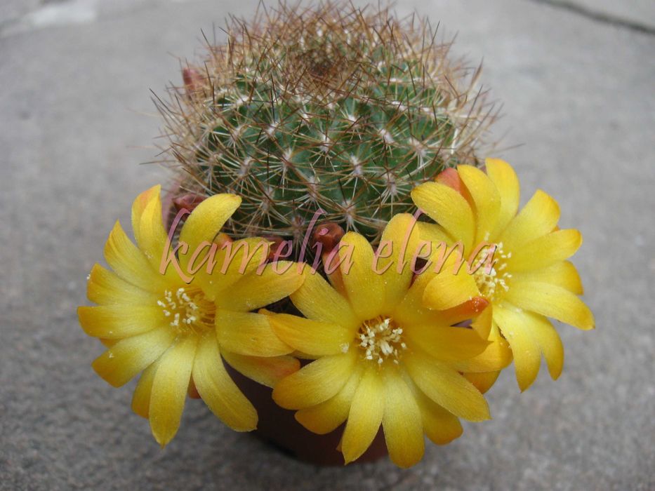 Кактус ребуция желтый.