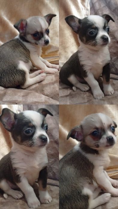 Maravilhoso chihuahua