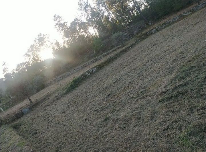 Limpeza Florestal