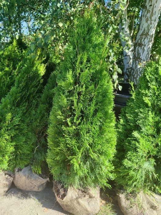 Thuja Szmaragd, 110-200 cm min. 50 szt