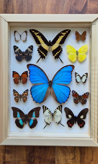 Gablotka motyle Morpho godarti didius Papilio Cyrestis i inne na ścianę