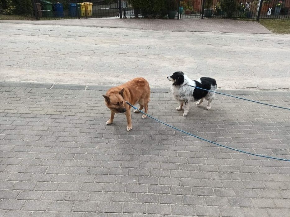 Dwa słodkie psiaki - przyjaciele szukają domku pomoige w utrzymanii u.