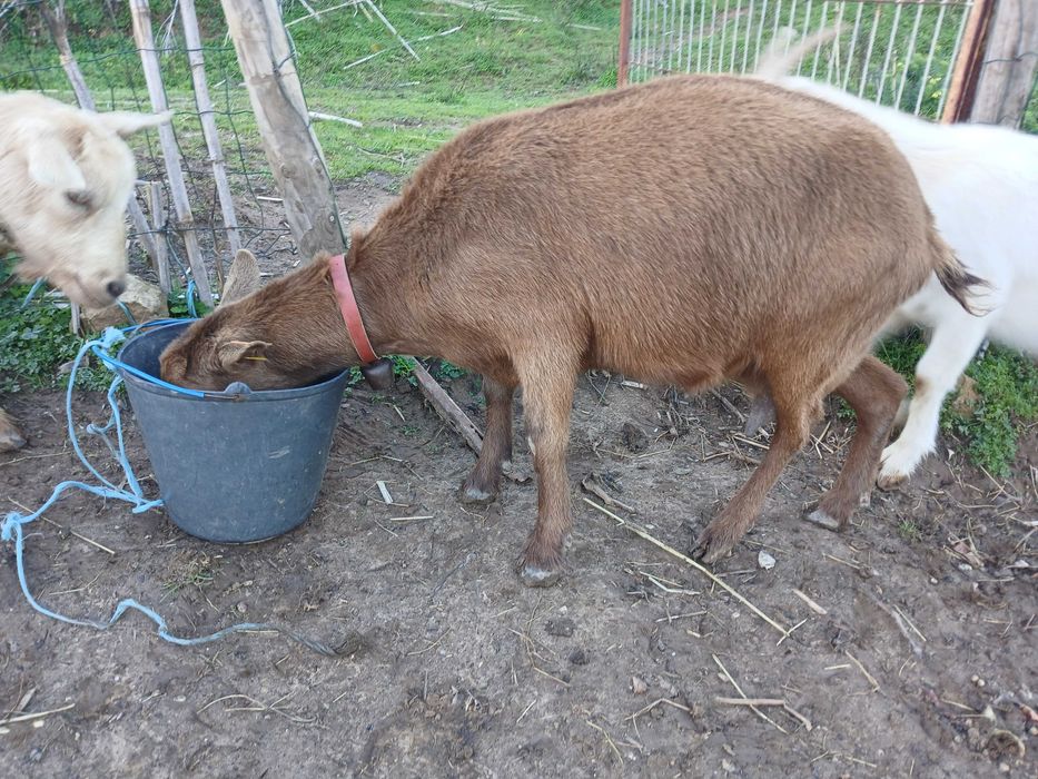 Vende-se Cabra com cabrita
