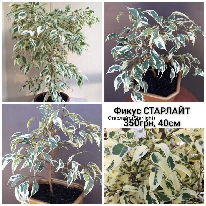 Наташа Нина Кинки Али Виллоза  Старлайт Альбомаргинатус Домино Стаки