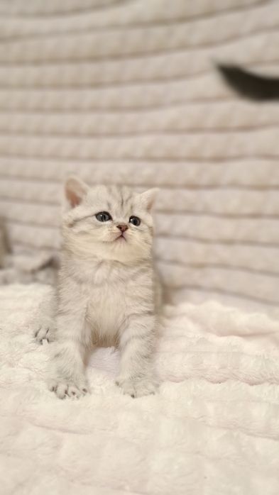 Серебристая шиншилла