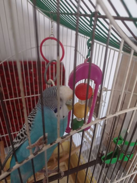 Клітка для хвилястих папуг