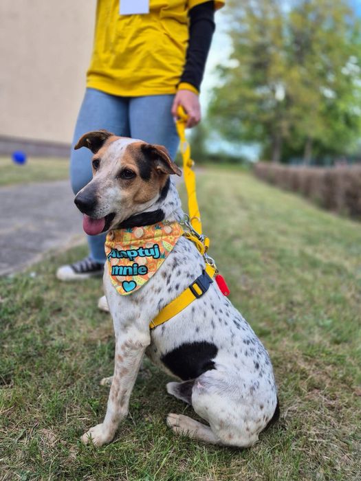 Hortex-psiak o wyjatkowym umaszczeniu szuka domu!