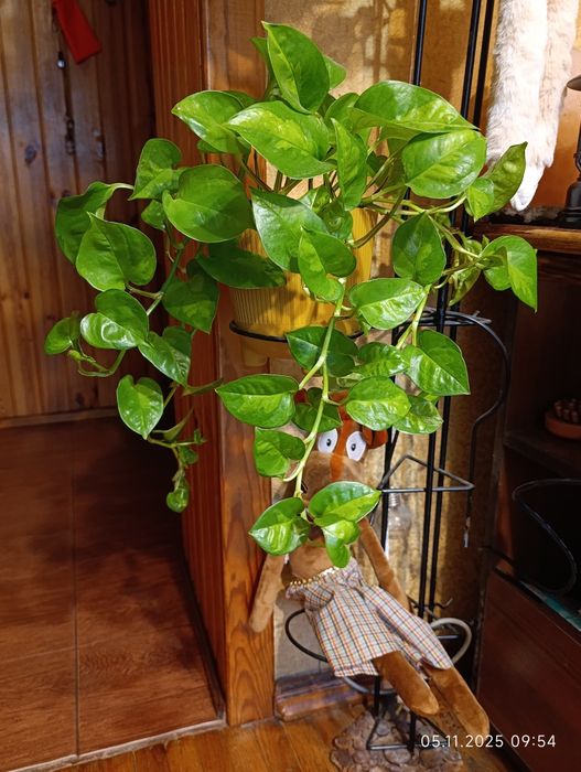 Епіпремнум Global Green