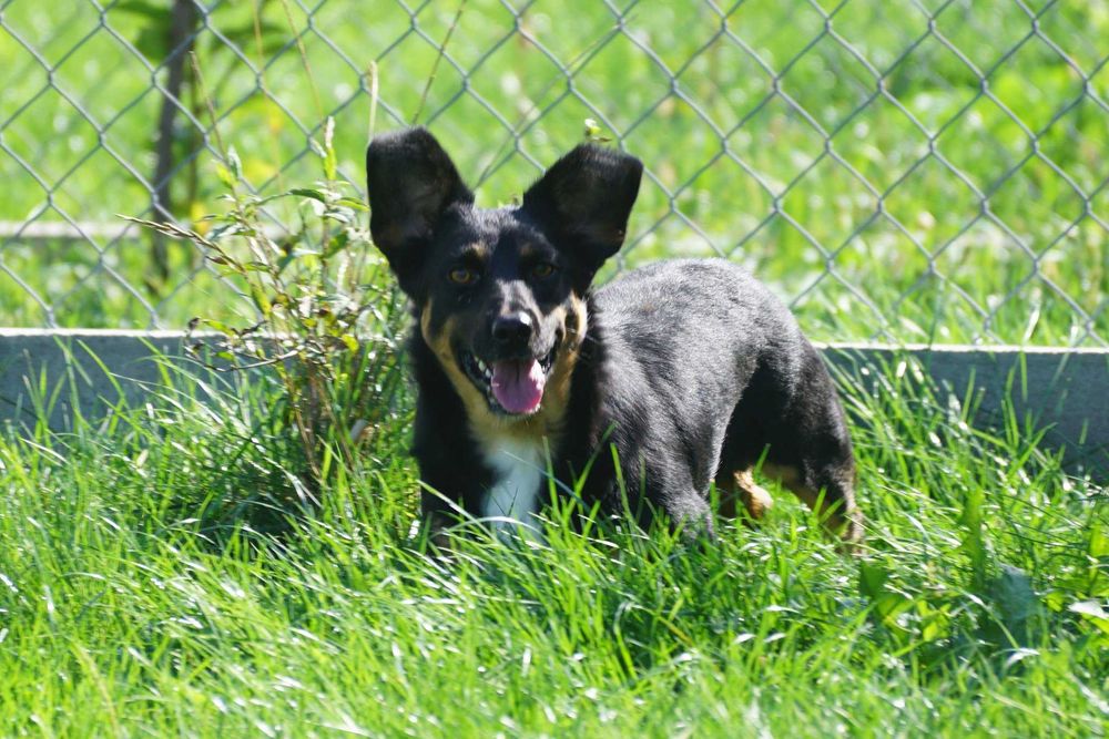 SAIF - mały psiak, całe życie w schronisku