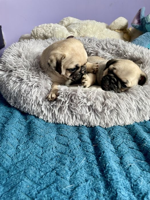 Mops samiec śliczny beżowy