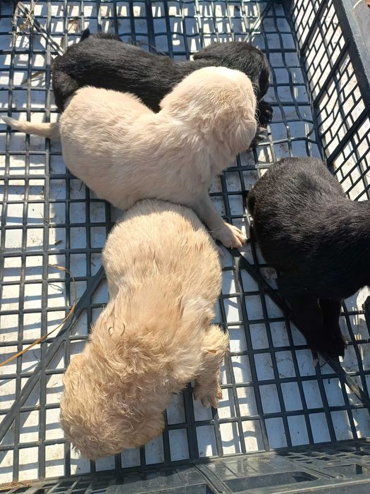 Szczeniaki do adopcji