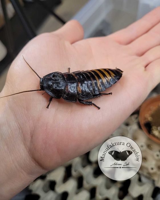 Karaczan madagaskarski - imago 5-8cm (Gromphadorhina portentosa)