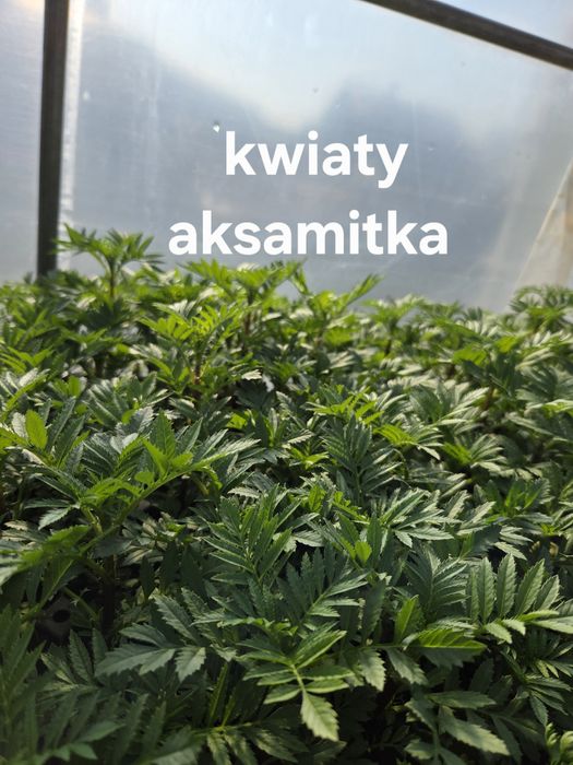 Sprzedam rozsady warzyw