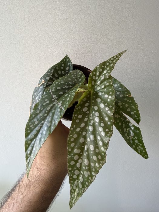Begonia double dot
