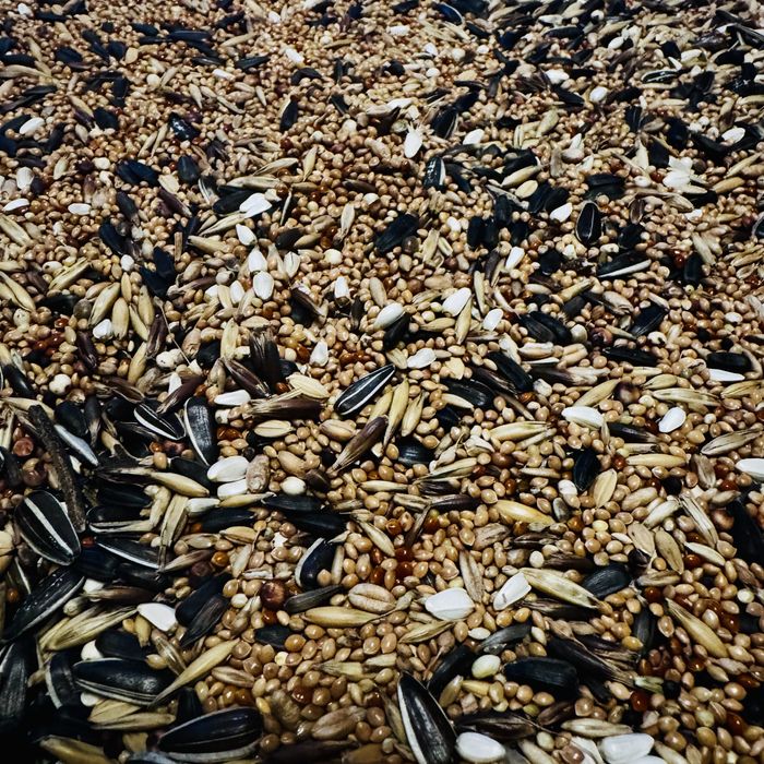 Karma dla papug średnich nimf