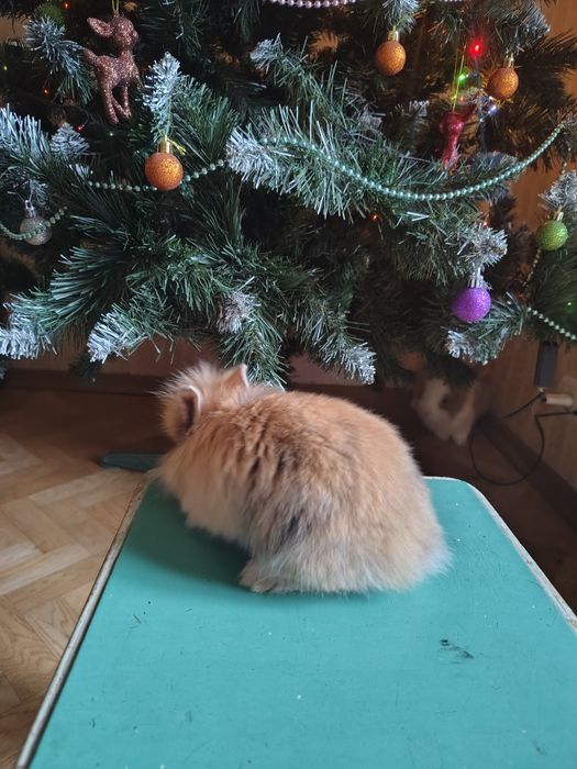 Декоративні кролики