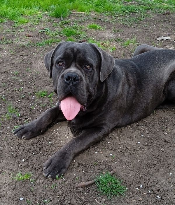 В'язка Кане Корсо кобель сірого забарвлення