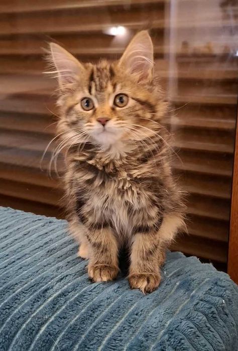 Maine Coon - dziewczynki (3 miesiące)