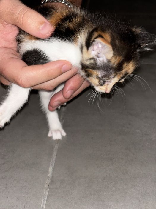 Gatinhos para dar