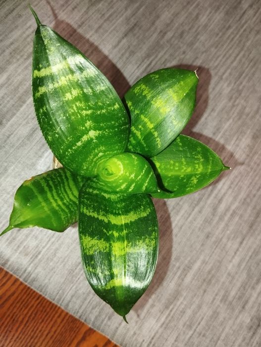 Sansevieria Seibert sansewieria hahnii