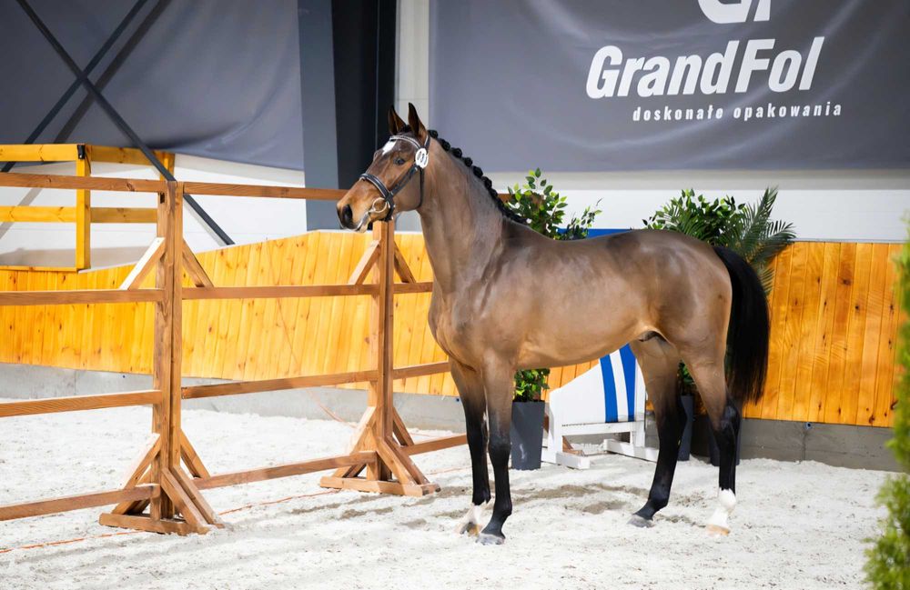 Ogier z licencją do sportu